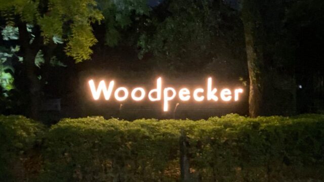 woodpecker-haldwani.jpg