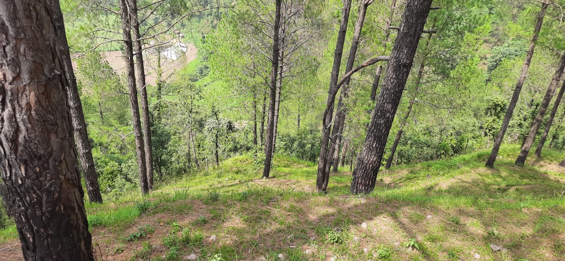 1654757658-land-in-bhimtal-for-resort-cottages.jpg